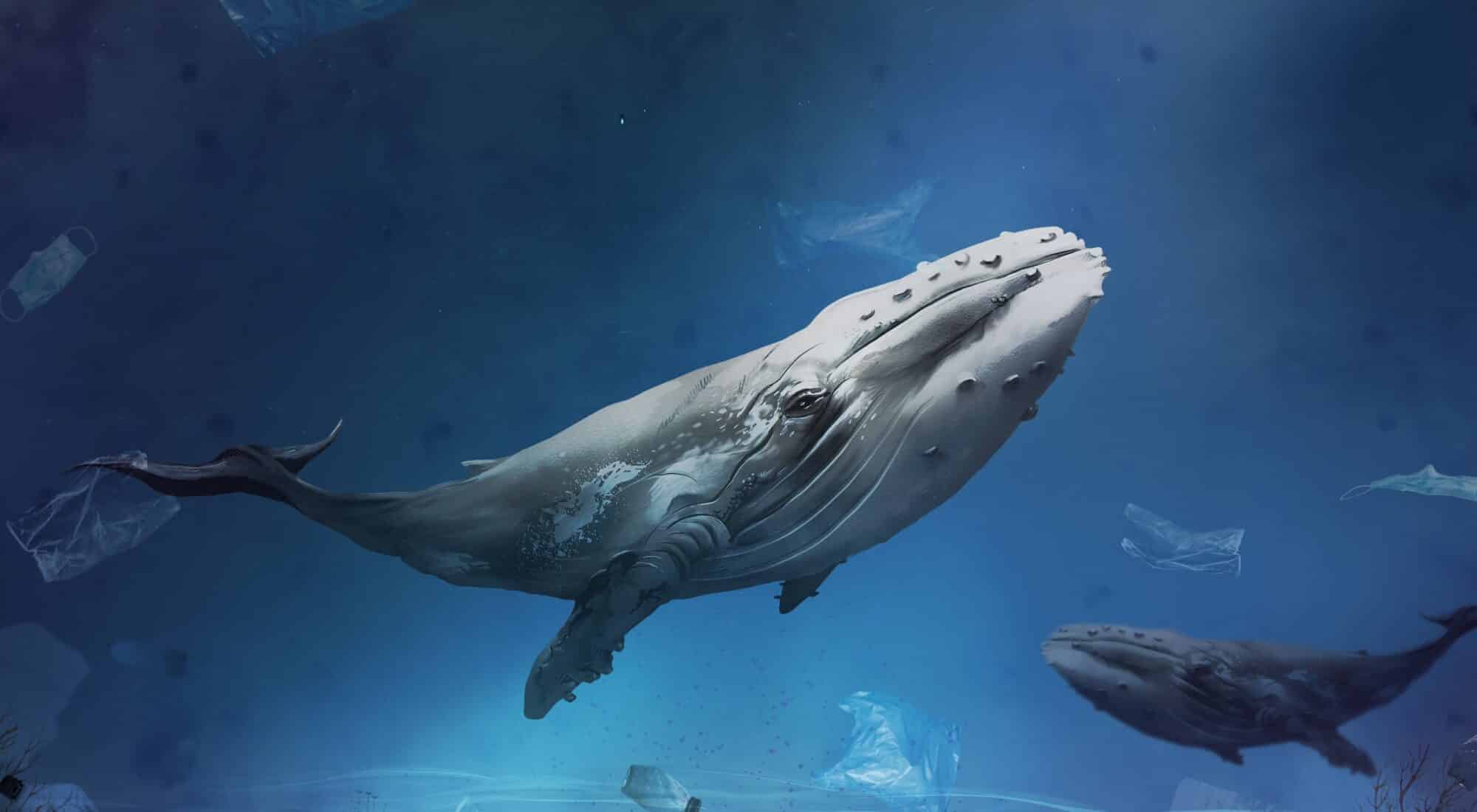 Buckelwale setzen sich in den Weltmeeren auch für andere Lebewesen.