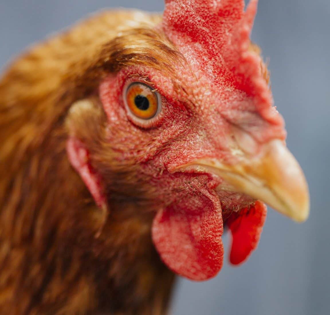 In den USA hat ein Hahn zwei Jahre weitegelebt, nachdem ihm der Kopf abgetrennt wurde.