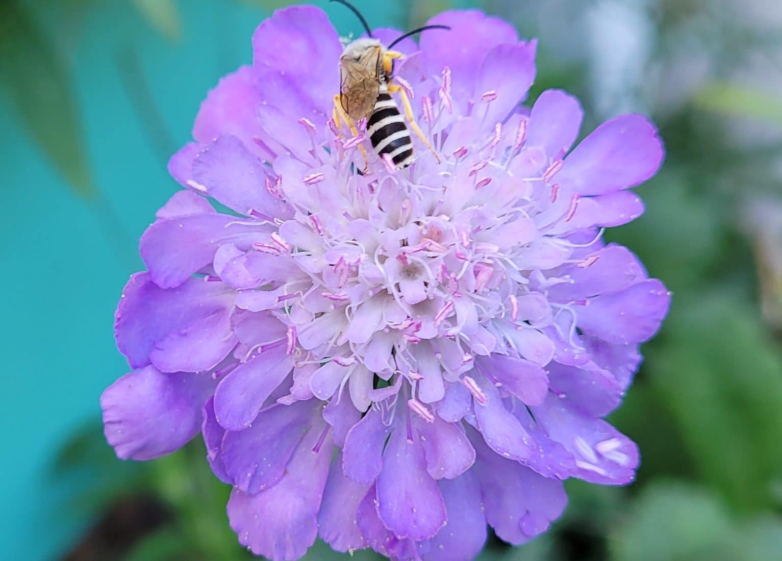 Es gibt viele Pflanzen für Bienen, die unseren kleinen Freunden helfen und in jeden Garten passen.