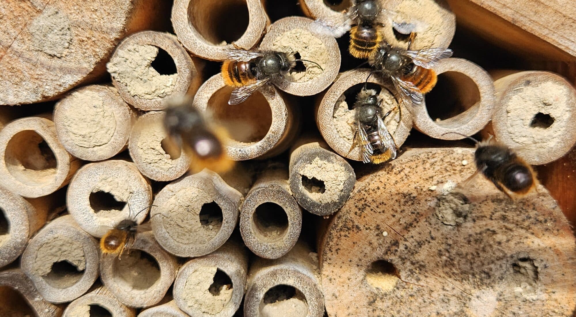 Mauerbienen tummeln sich an den Nisteingängen am Insektenhotel.