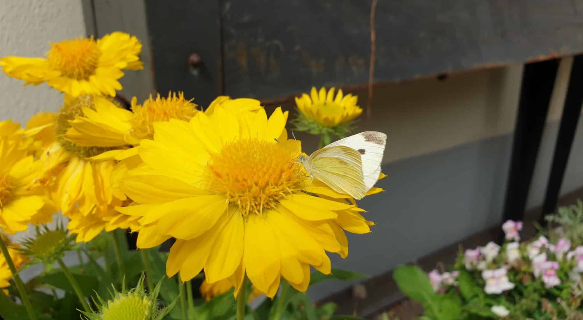 Für Schmetterlinge kann man so einiges in seinem Garten machen.