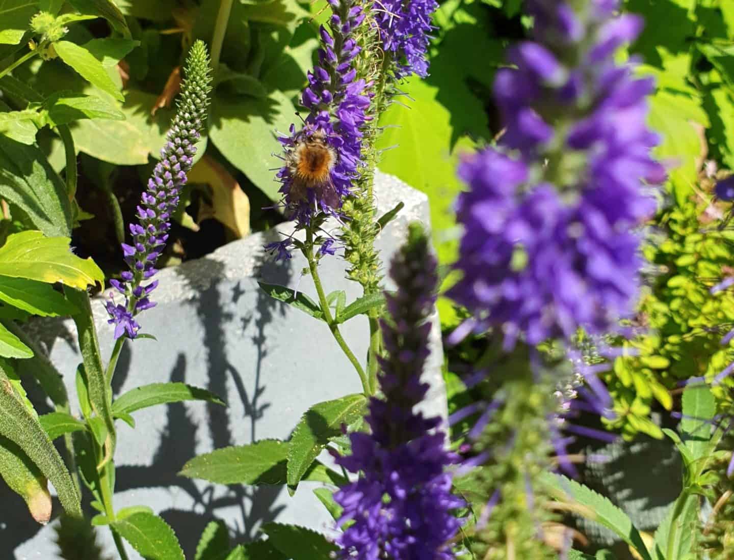 Bienenfreundliche Stauden gehören in jeden Garten.